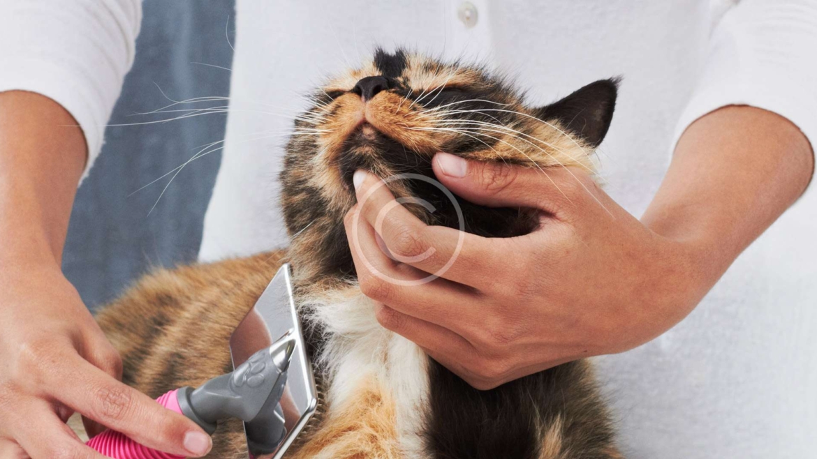 Cat Grooming